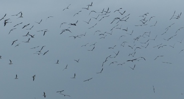 Birds in flight